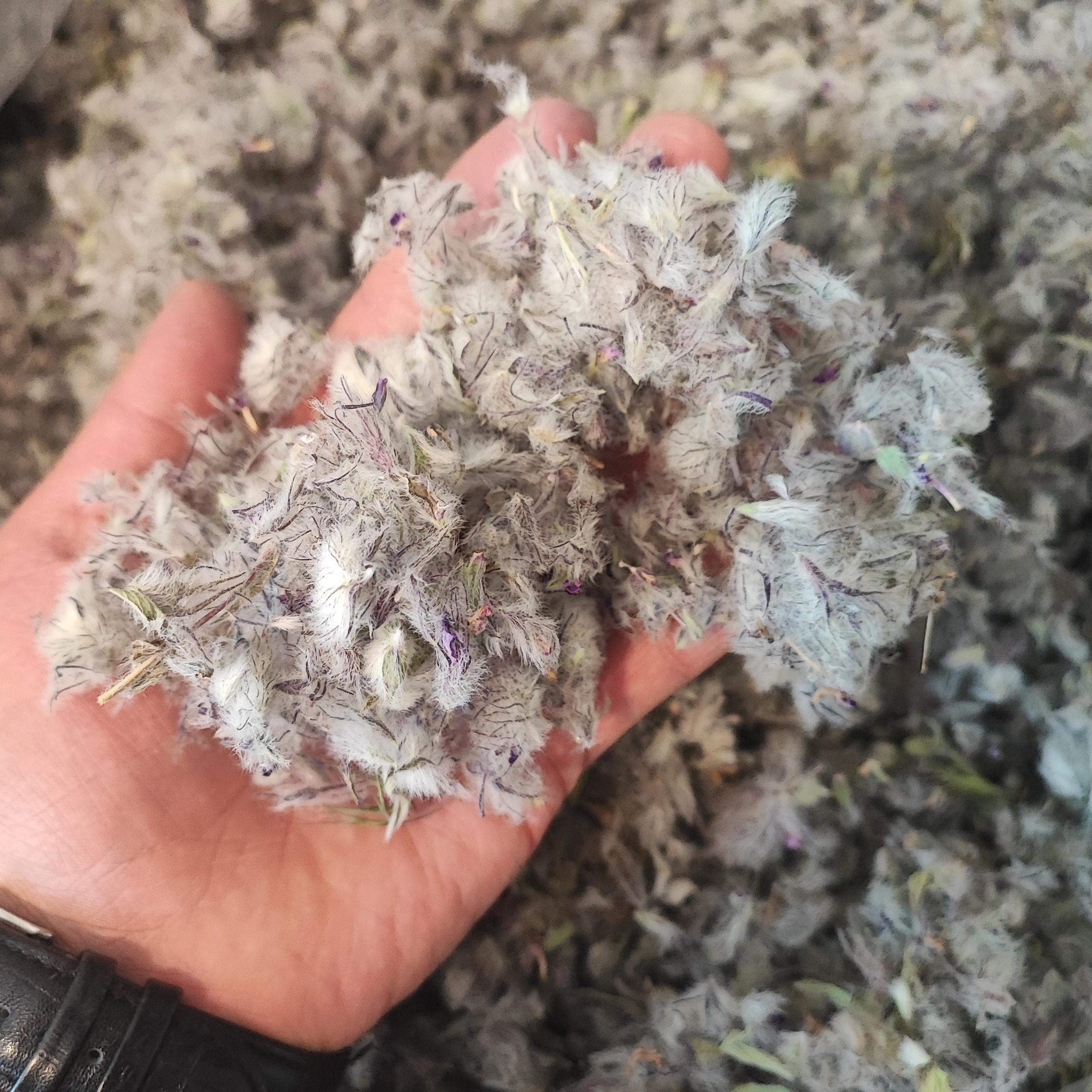 چای کوهی (گل گربه )