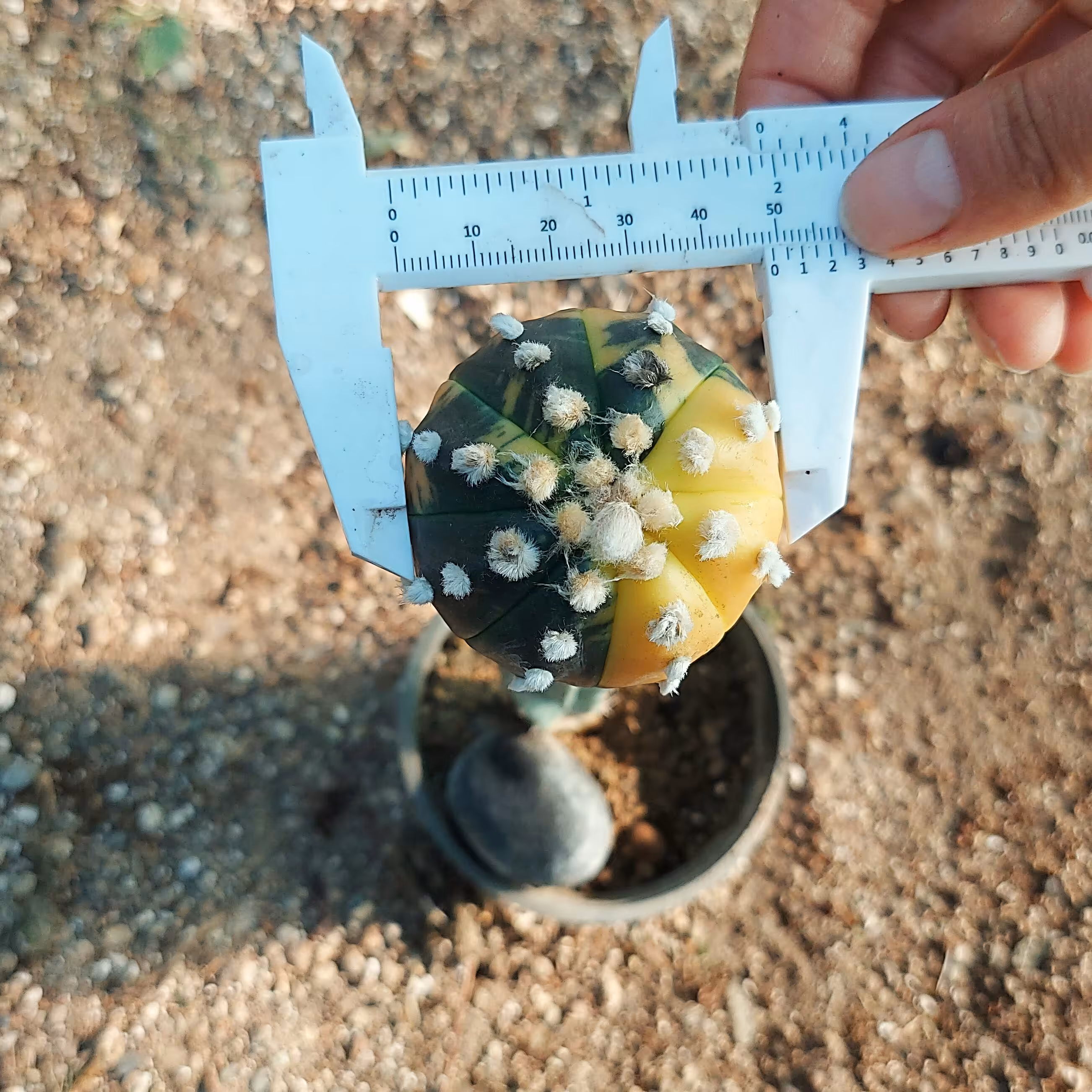 آستریاس نیشکی ابلق گلدان 12 سانتیمتر