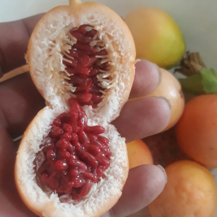 نهال پشن فروت سرئولا