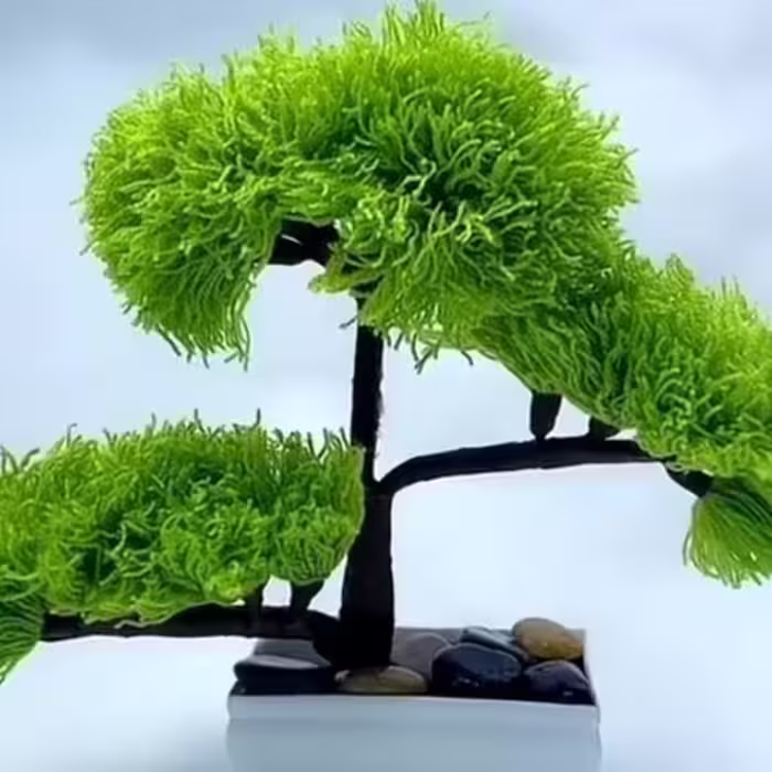 درختچه ی کاموایی