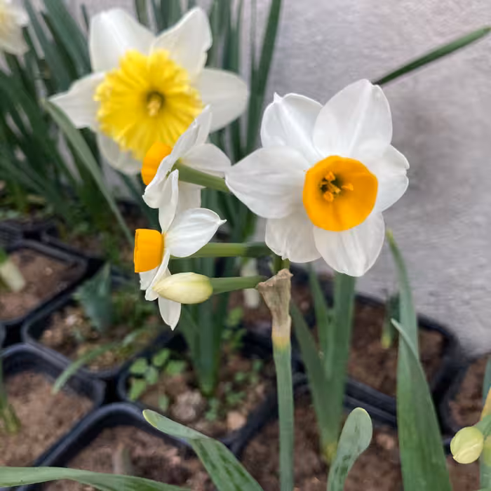 کاشتن گل نرگس هلندی(شامل پیاز گلدان و خاک)