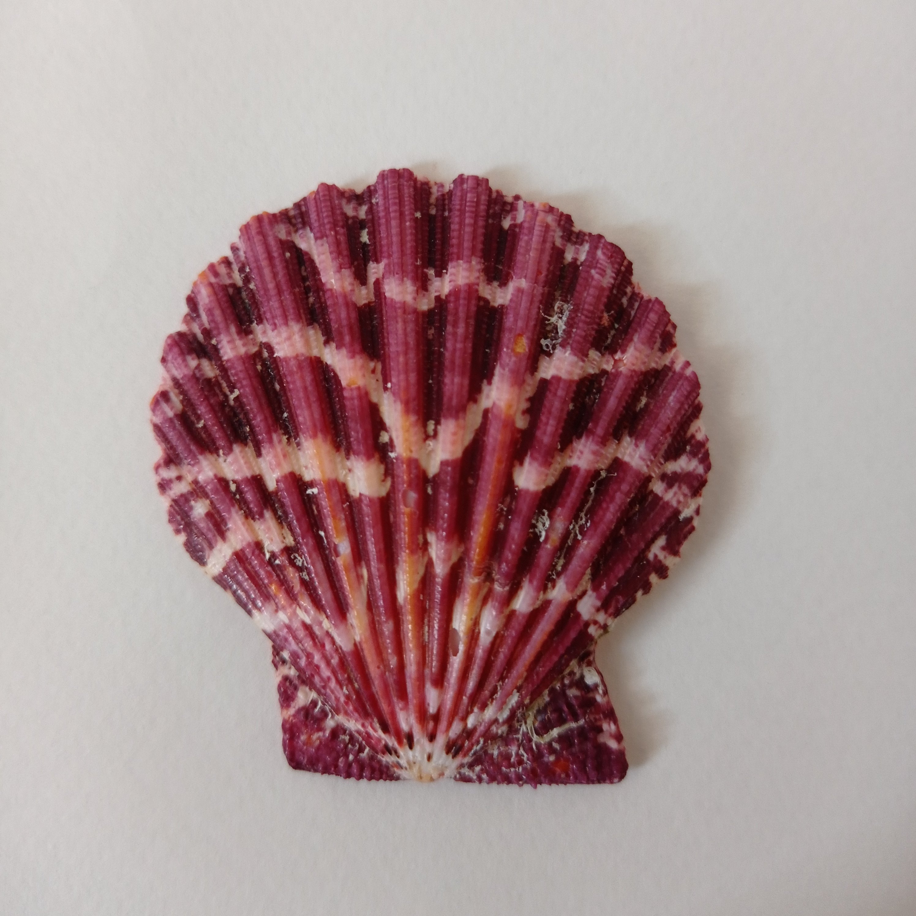 صدف کفه ای دالبری وارداتی با طرح و رنگ طبیعی 