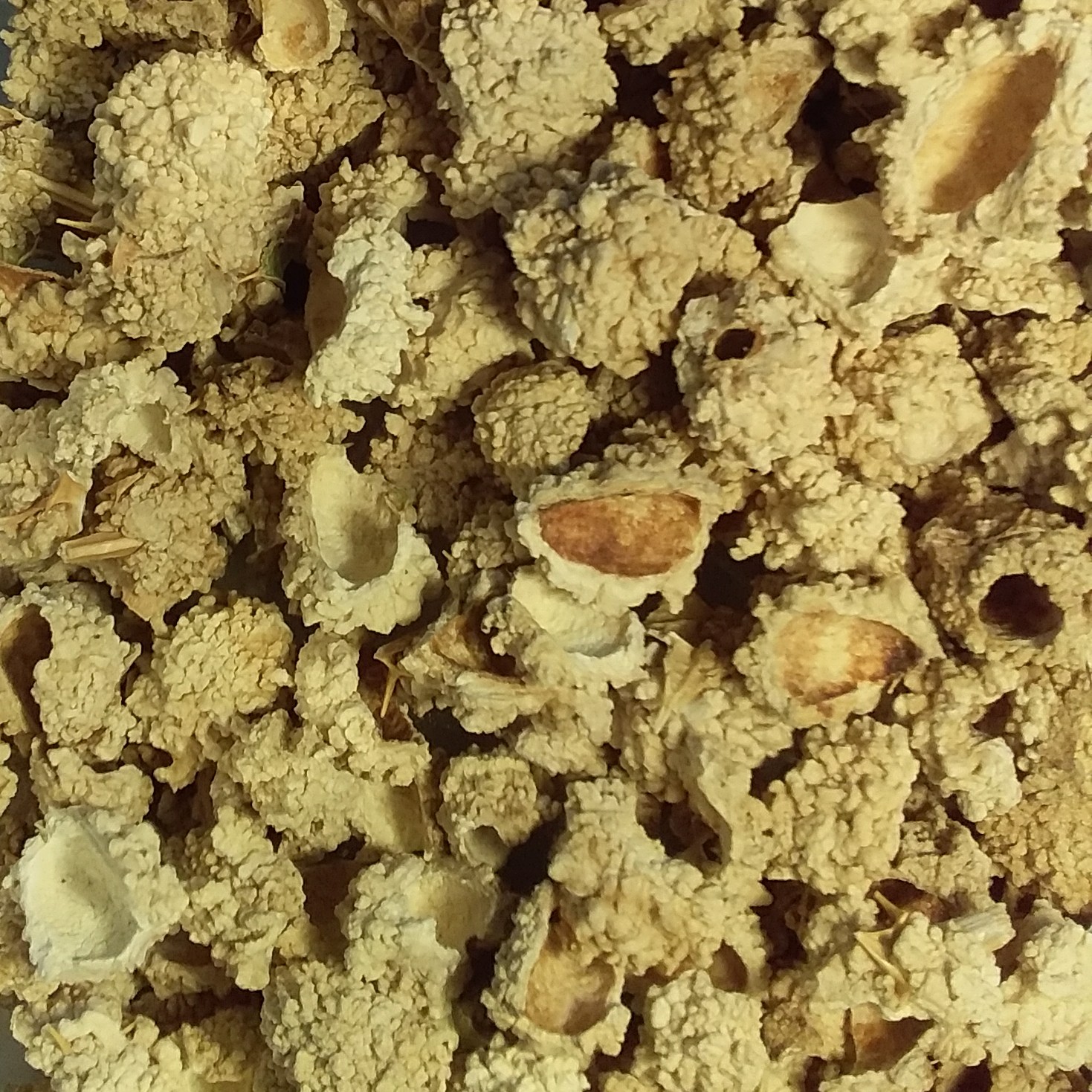 شکر تیغال-20گرم-رنگ نخودی-سرفه و تنفسی