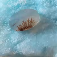 نگین شجر کلکسیونی