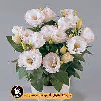 بذر لیسیانتوس Rosie تاکی