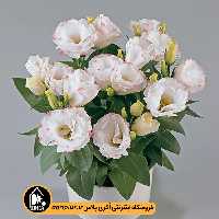 بذر لیسیانتوس Rosie تاکی