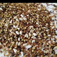 هفت تخم قناری درجه 1