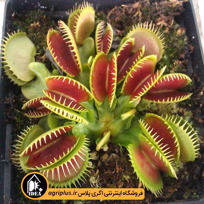 بذر گیاه حشره خوار Venus Flytrap
