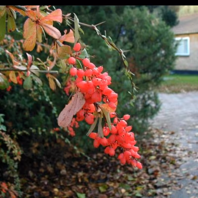 زرشک دانه پفکی اعلا  250 گرمی تضمین کیفیت و قیمت (زعفران و زرشک صادق)