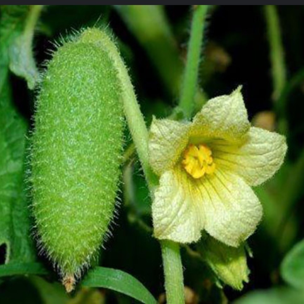 بذر خیار کُرکی محلی کرمانشاه 22 عدد