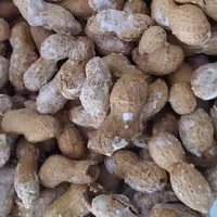 بادام زمینی غلاف دار