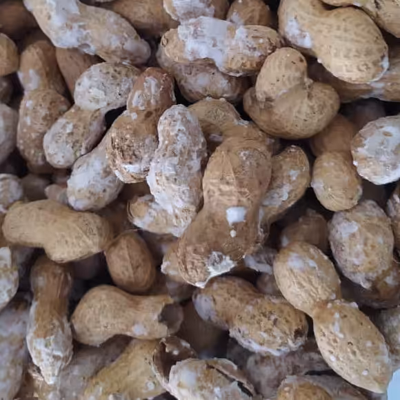 بادام زمینی غلاف دار