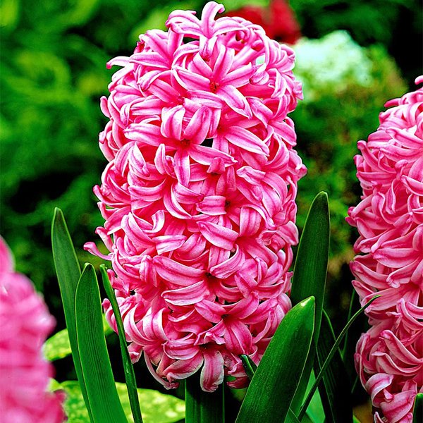پیاز گل سنبل هلندی درشت رنگ صورتی