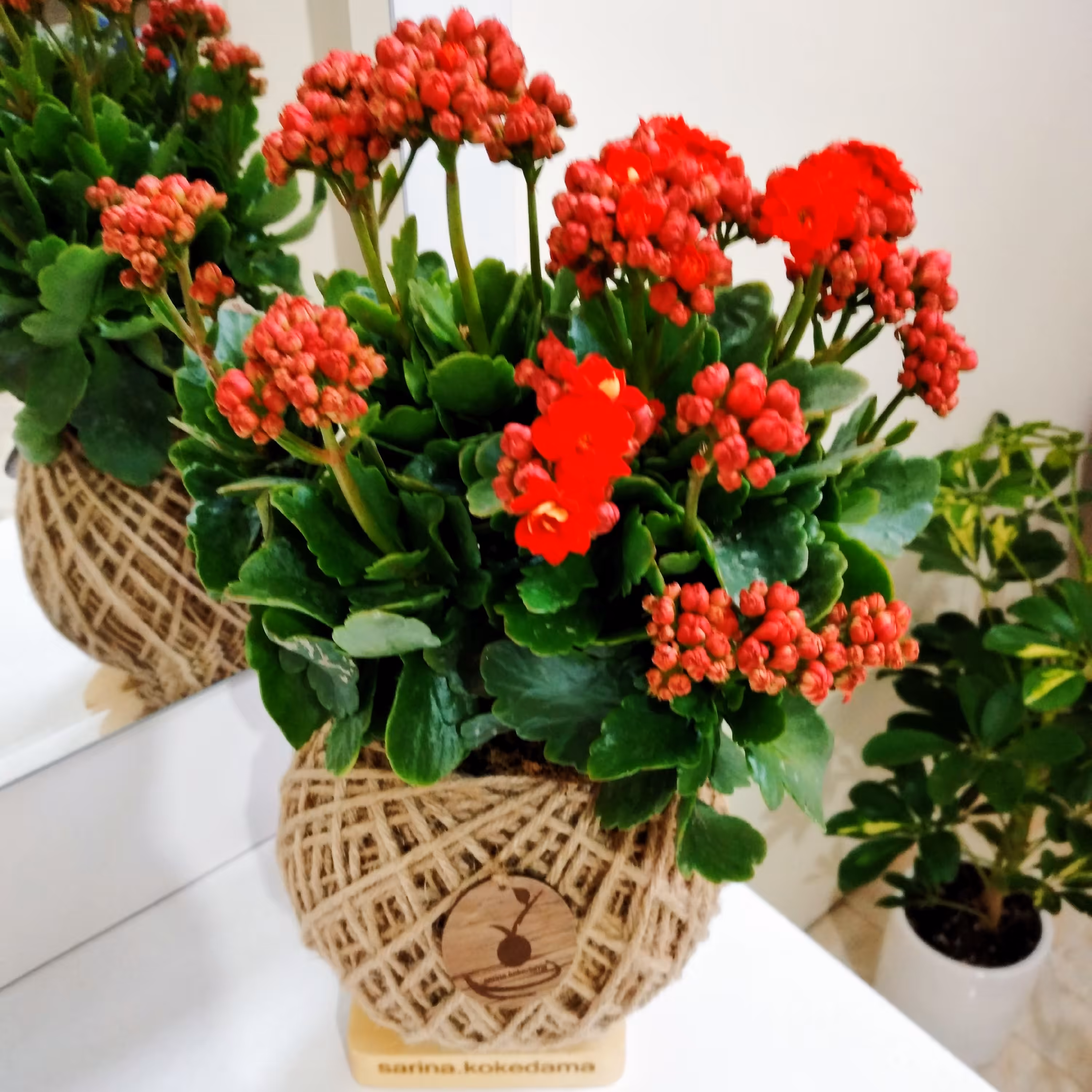 گلدان ژاپنی ، کوکداما کالانکوئه