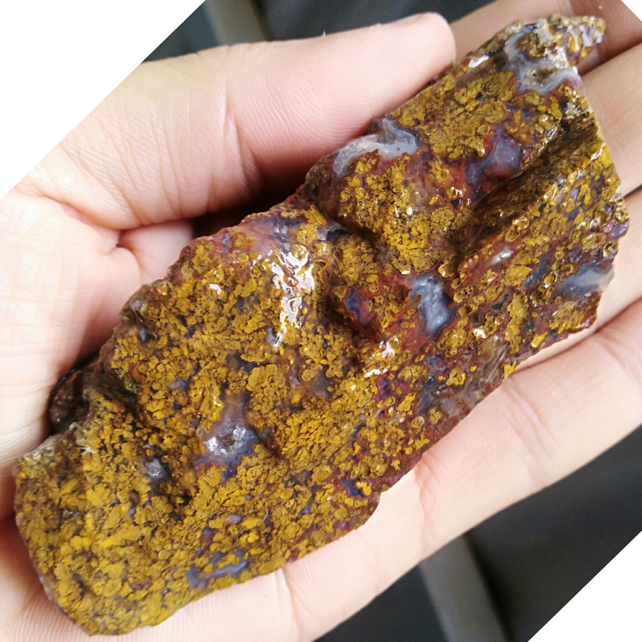 راف شجر پاییزی بی نظیر شاهکار خلقت کاملا طبیعی