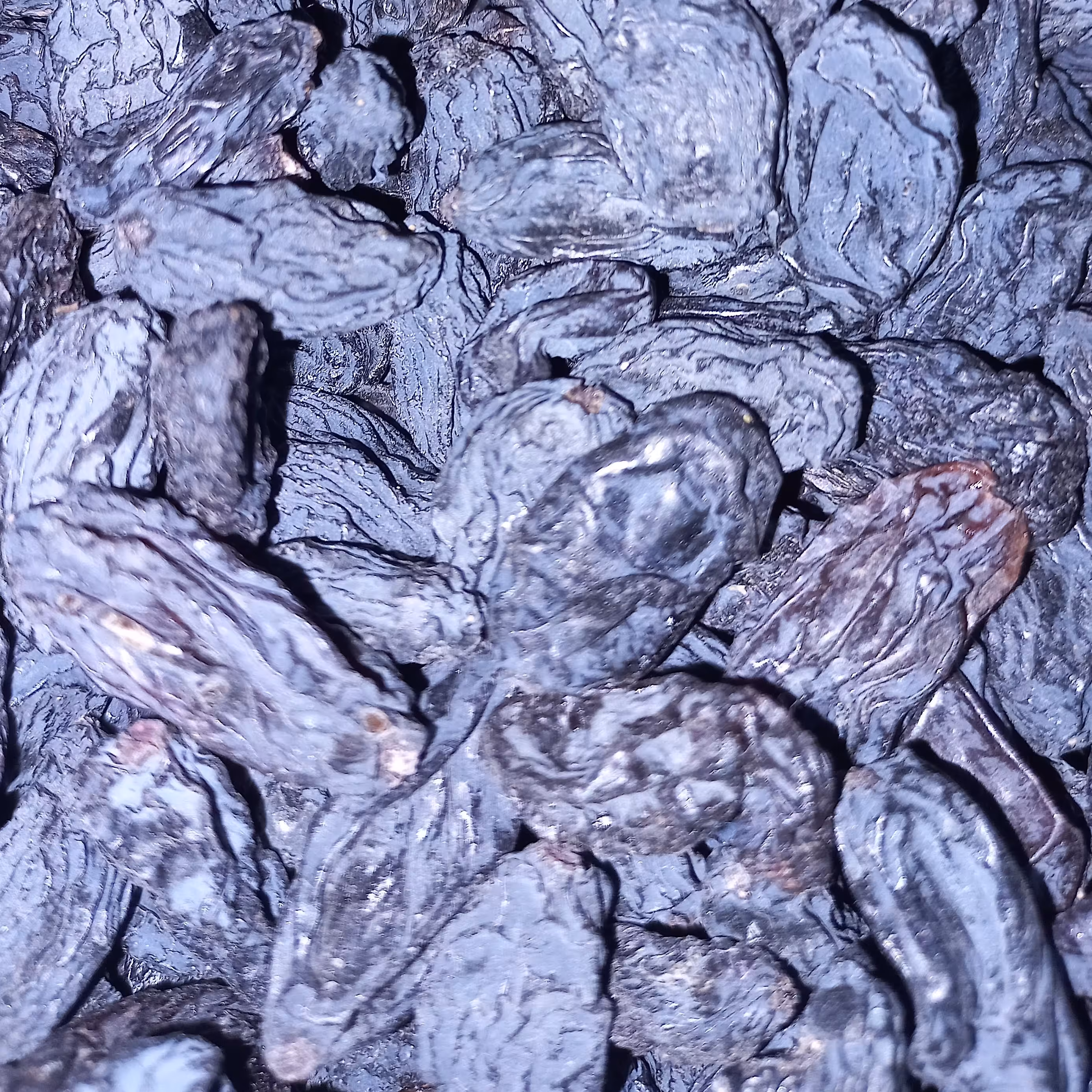 مویز درشت و ممتاز ازبکستان