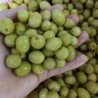 زیتون کنسروی طارم به صورت  کیلویی طبق درخواست مشتری عزیز 