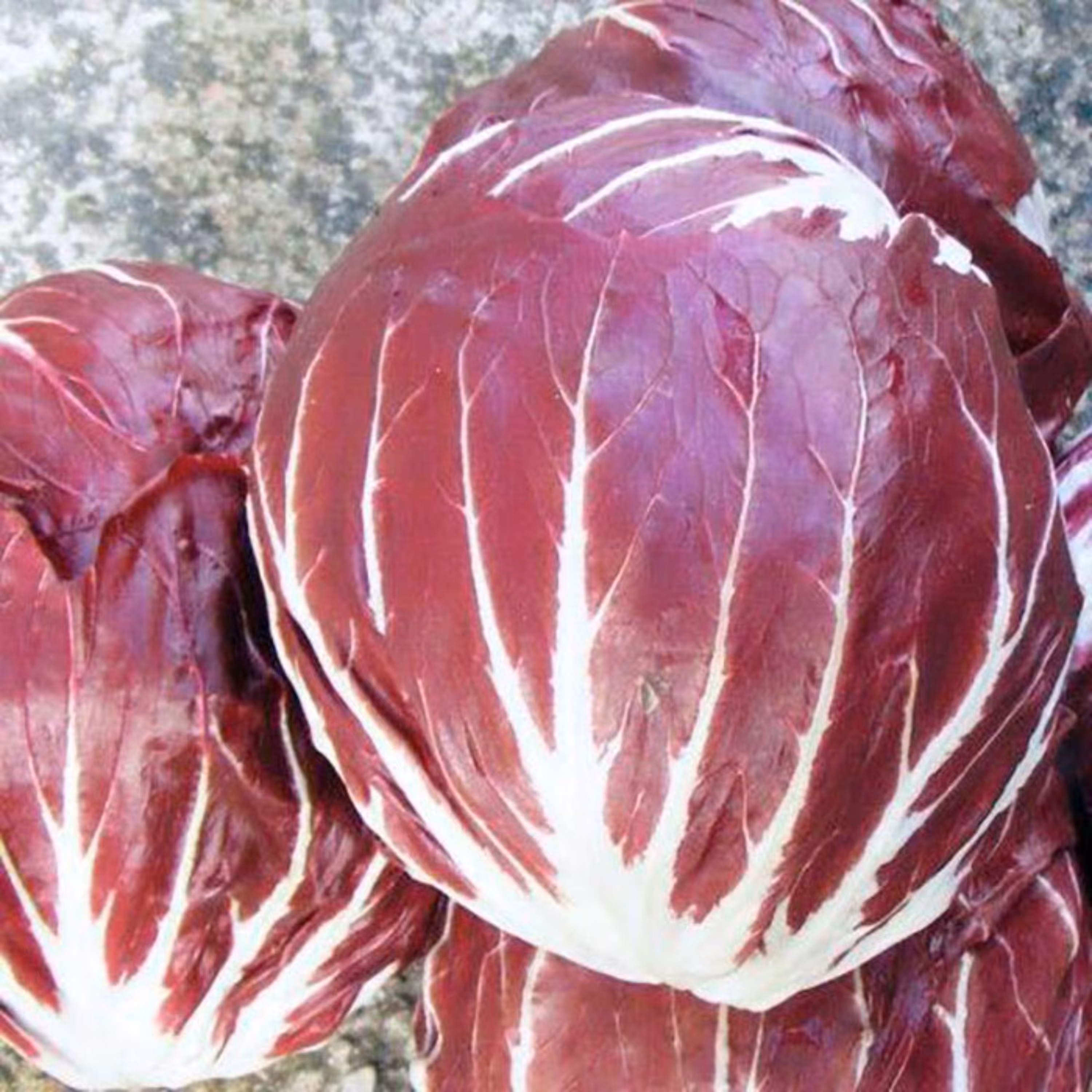 بذر کاسنی فرنگی پالا روزا بسته 50 عددی