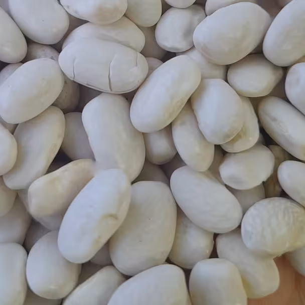 لوبیا سفید دستجین