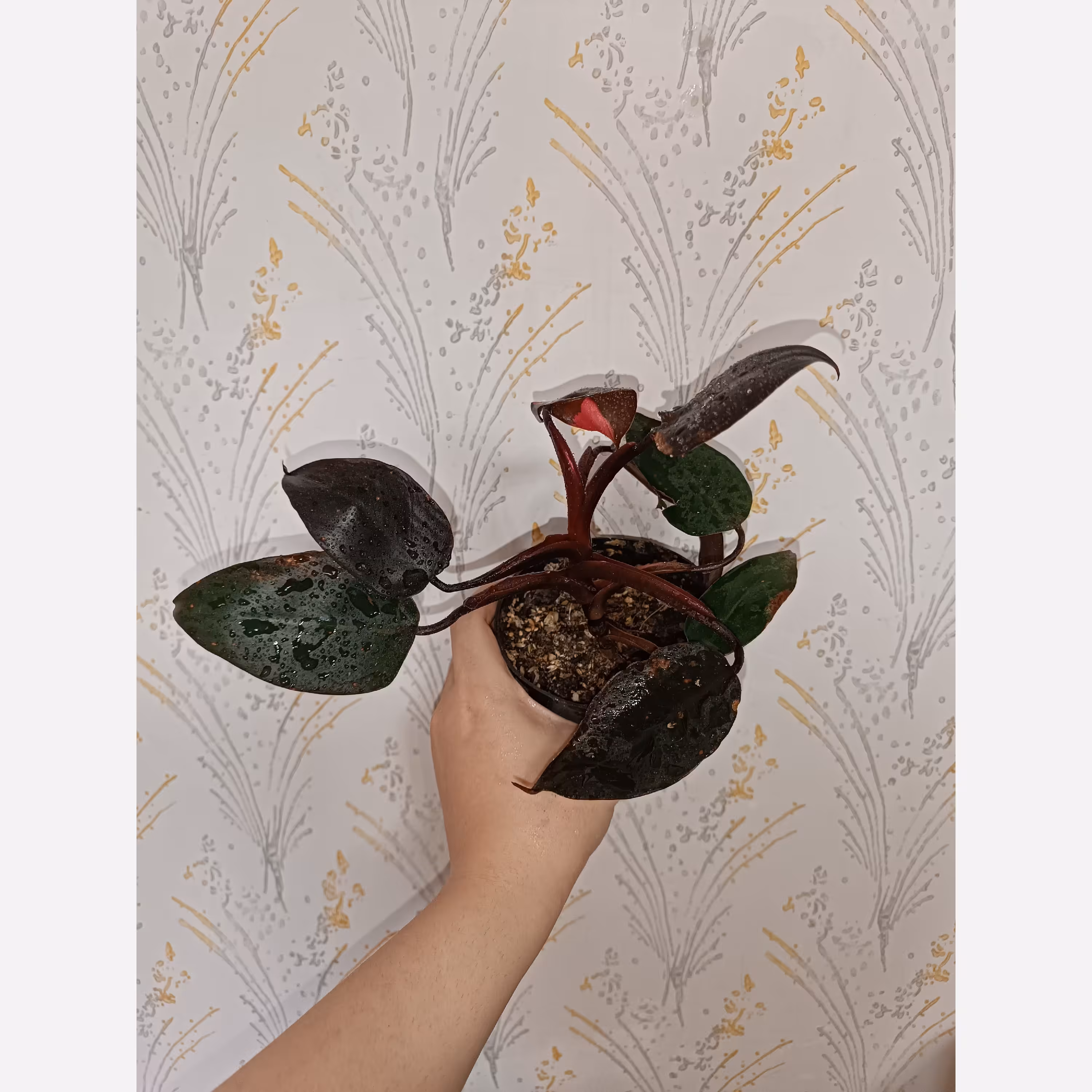 فیلودندرون پینک پرنسس (پس کرایه)