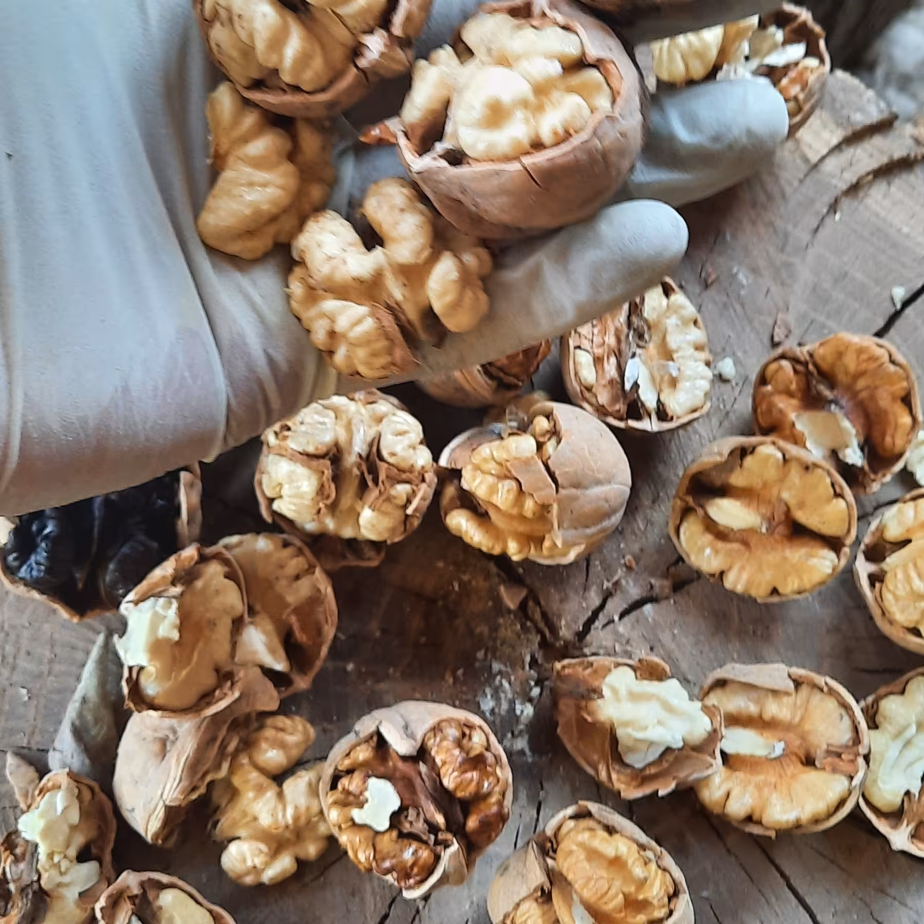 گردو با پوست کاغذی یک کیلویی (900 گرم خالص )