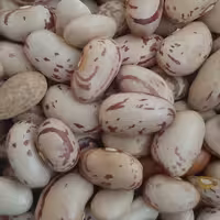 لوبیا چیتی امساله محلی زودپز و  خوش مزه 