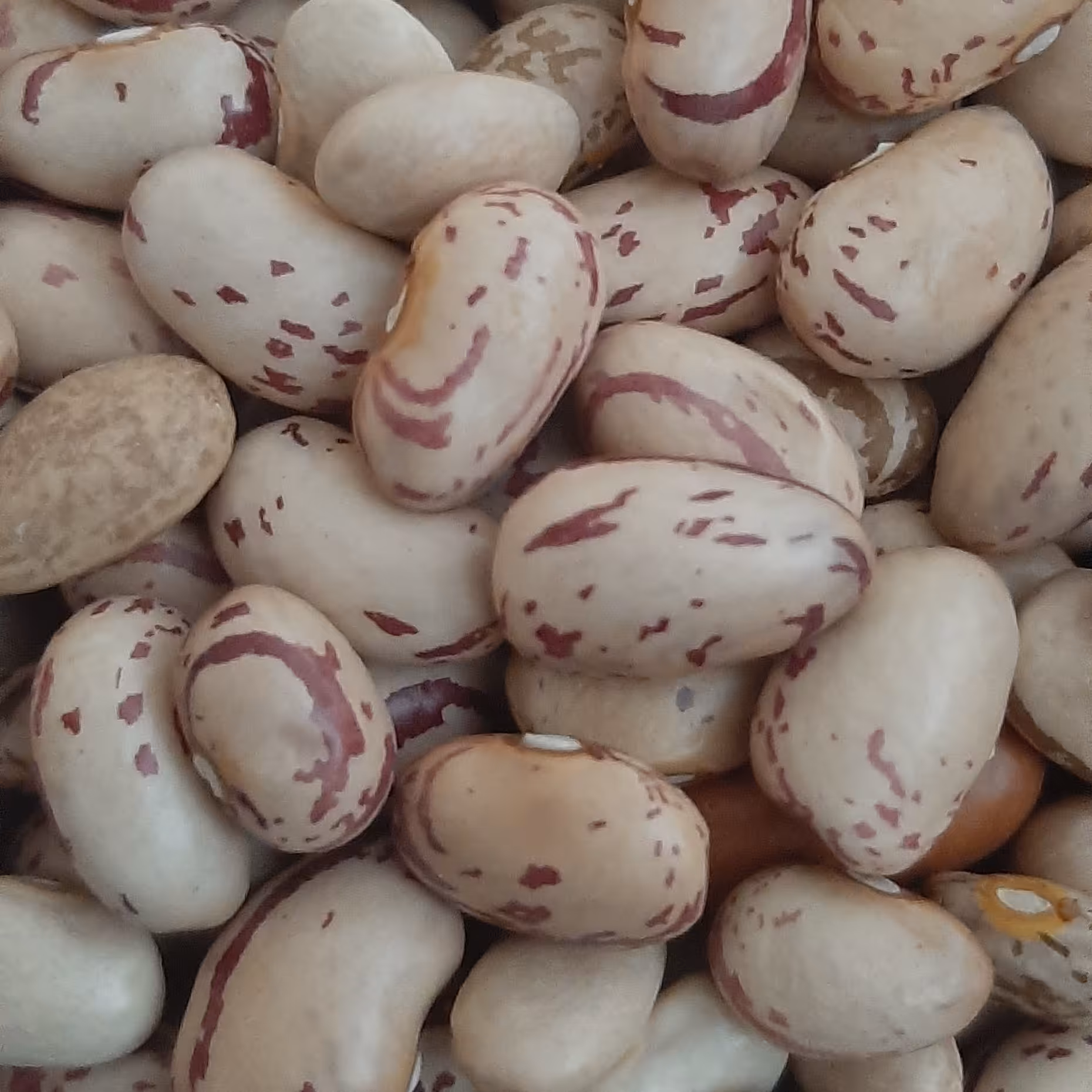 لوبیا چیتی امساله محلی زودپز و  خوش مزه 