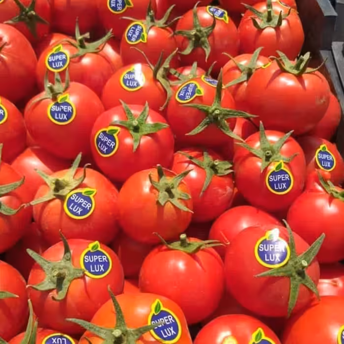 لیبل سوپرلوکس یک رول مناسب گوجه فرنگی گلخانه ای و مزرعه ای برای صادرات طرح عمومی superlux