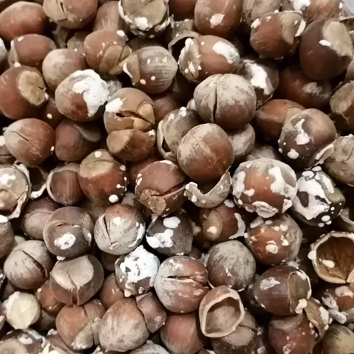 فندق برشته نمکی اشکورات (500گرم)