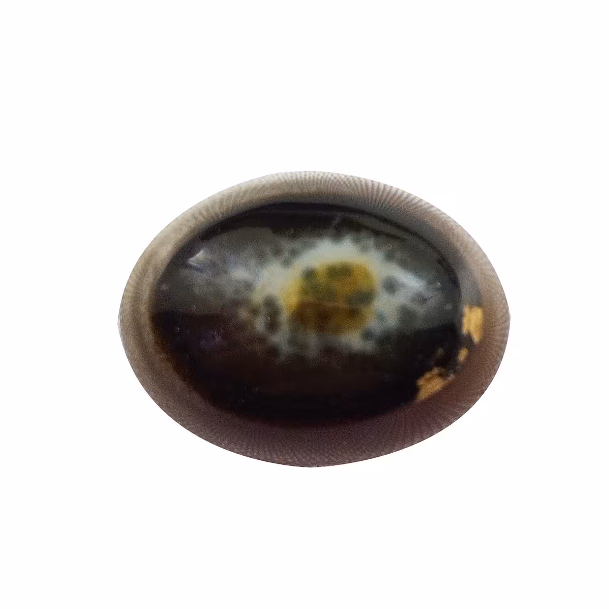 سنگ بابا قوری سلین کالا کد 11839830