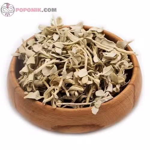 پولک (پنی سیلین گیاهی)

