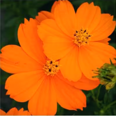 بذر گل ستاره ای تک رنگ