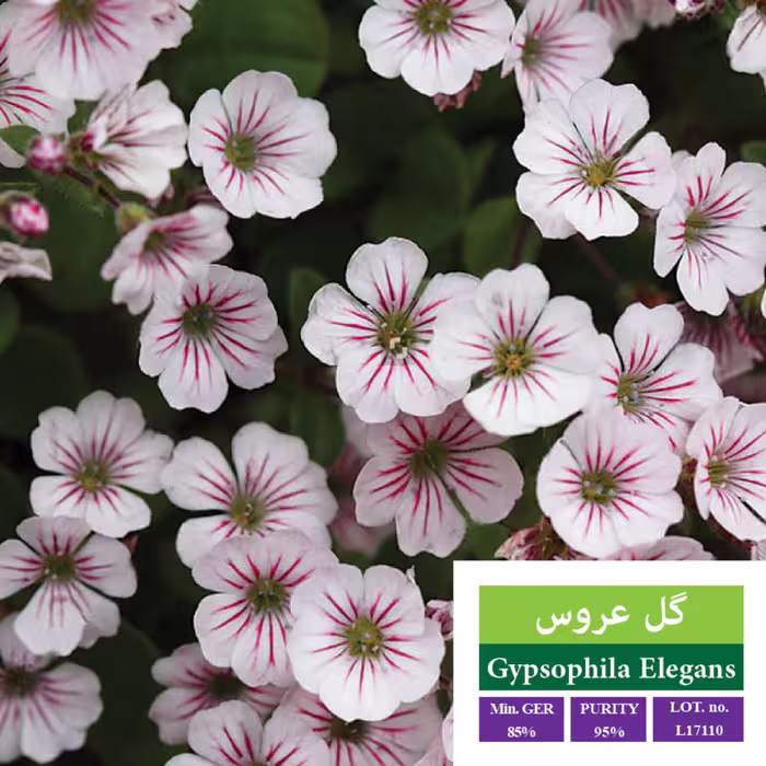 بذر گل گل عروس بذر طلایی رویان