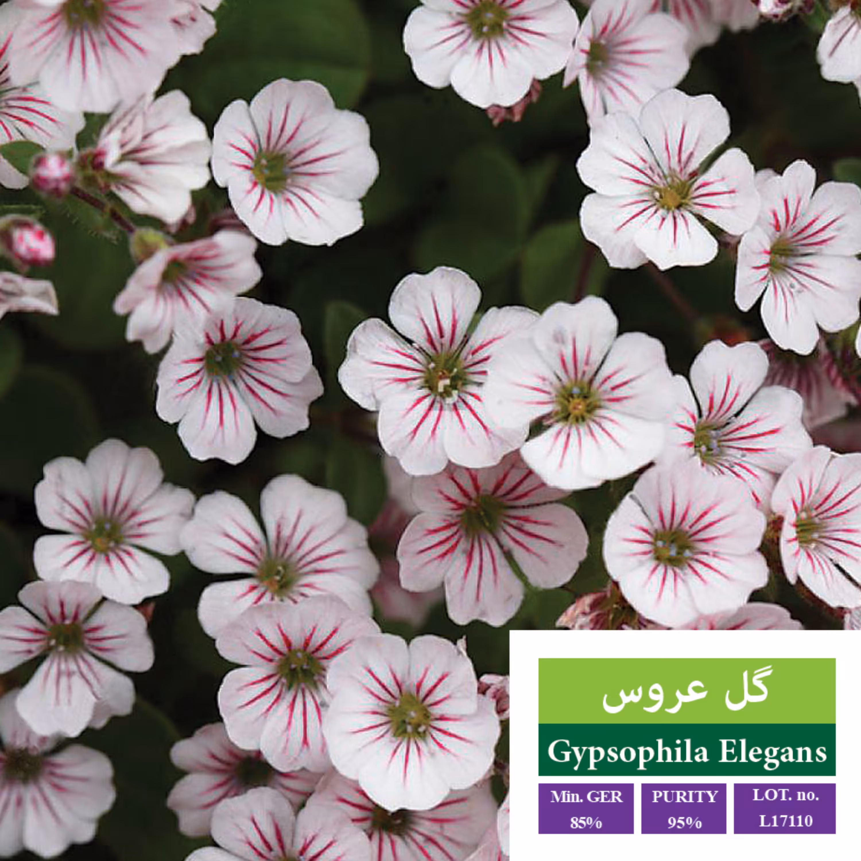 بذر گل گل عروس بذر طلایی رویان