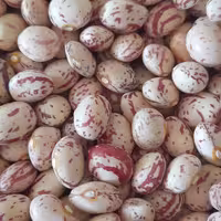 لوبیا چیتی  درجه یک دست چین شده به شرط پزا و مرغوب   تا شعاع 200 کیلومتر ارسال رایگان