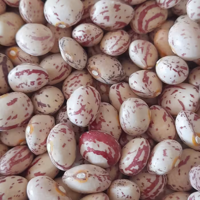 لوبیا چیتی  درجه یک دست چین شده به شرط پزا و مرغوب   تا شعاع 200 کیلومتر ارسال رایگان