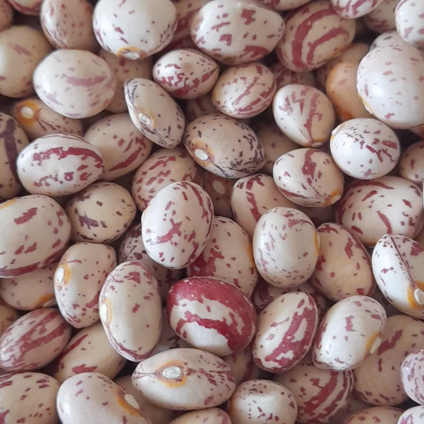 لوبیا چیتی  درجه یک دست چین شده به شرط پزا و مرغوب   تا شعاع 200 کیلومتر ارسال رایگان