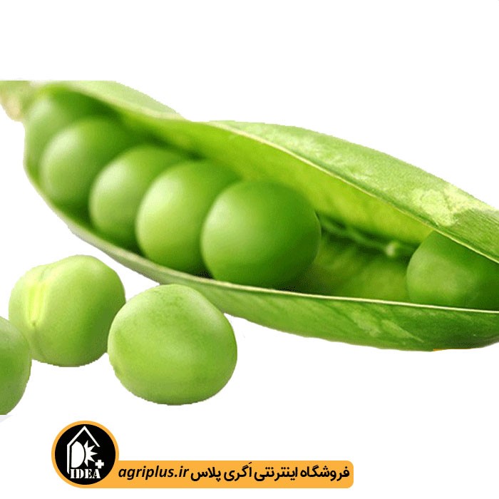 بذر نخود فرنگی راین