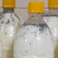 دوغ سنتی معطر به سبزیهای شمال برای تعادل در سردی دوغ