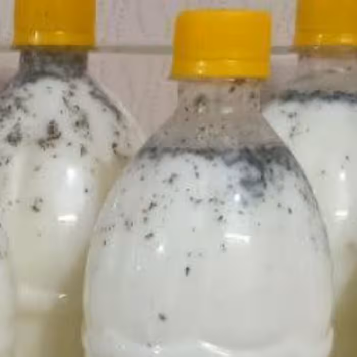 دوغ سنتی معطر به سبزیهای شمال برای تعادل در سردی دوغ