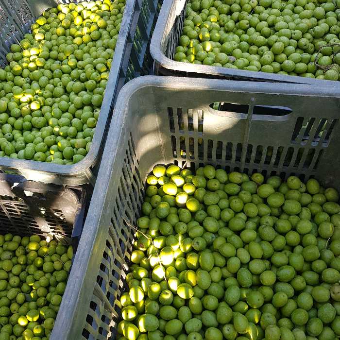 زیتون کنسروی هسته دار   و بدون هسته و پرورده و شکسته و جنگلی در سایزهای مختلف (فلّه و بسته بندی)و روغن زیتون اصل رودبار