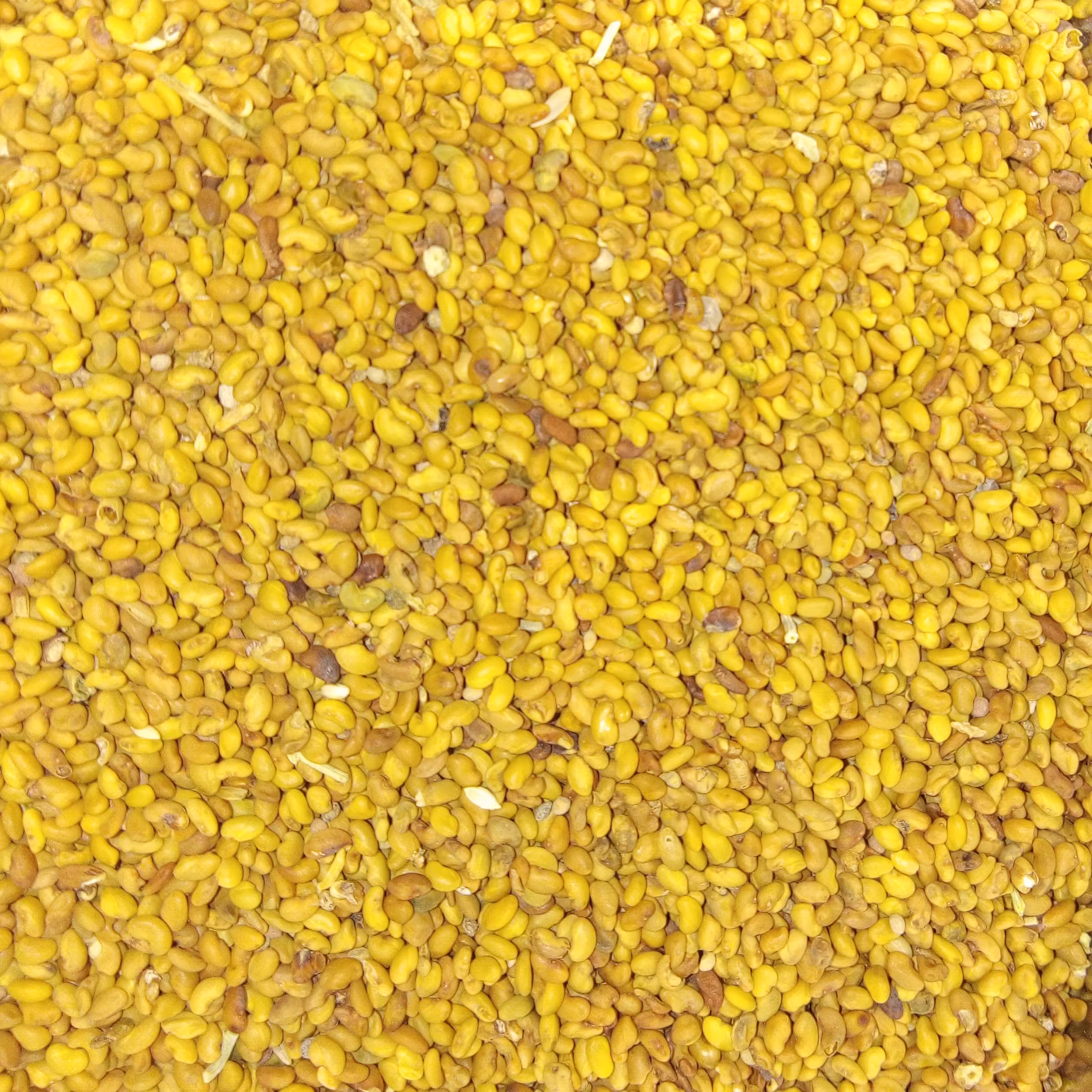 بذر یونجه 50 گرمی