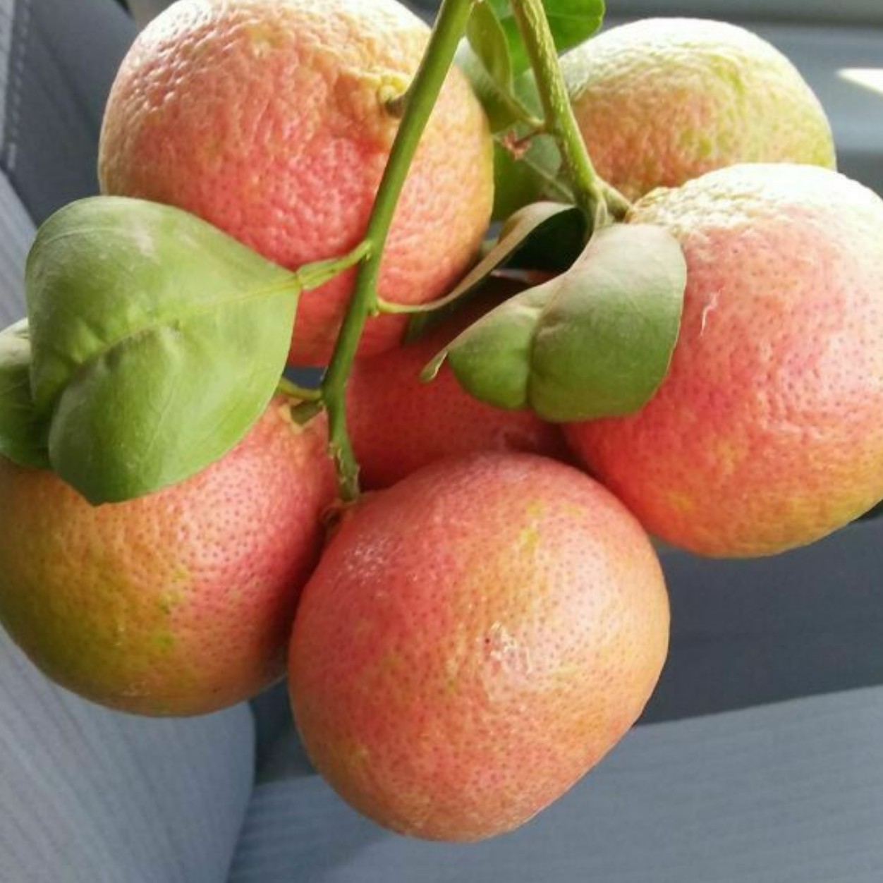 نهال نارنگی صورتی پنج ساله 2 متری
