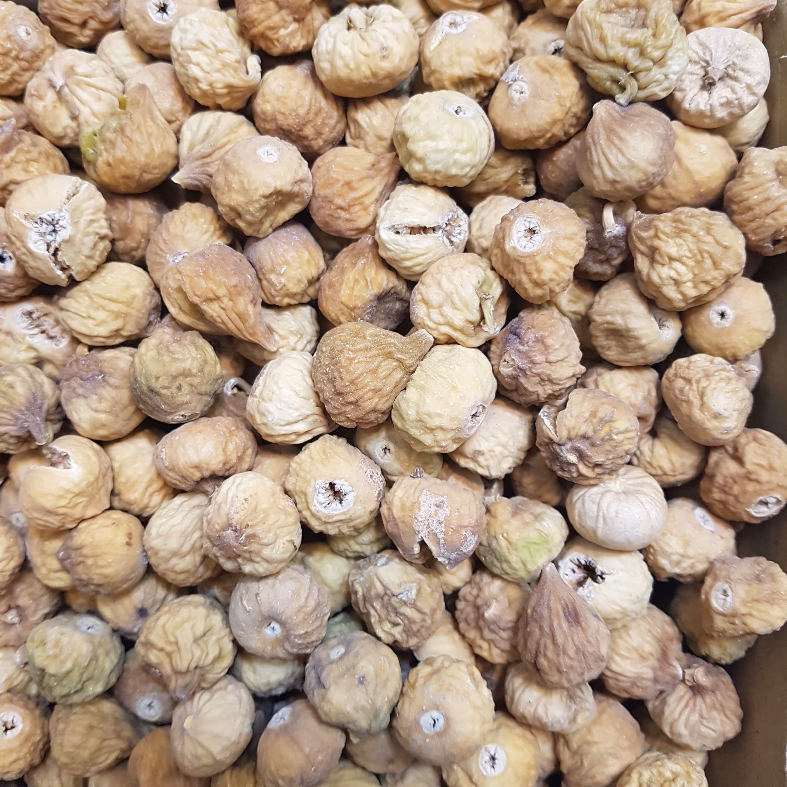 انجیر ریز استهبان. شیرین و پرگوشت . وزن 1 کیلویی