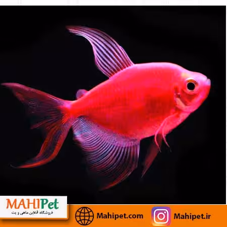 ماهی کالر ویدو قرمز خونی 2 تا 3 سانتیمتری