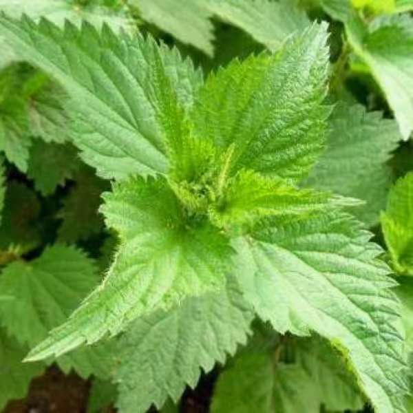 گزنه خشک بسته 100 گرمی