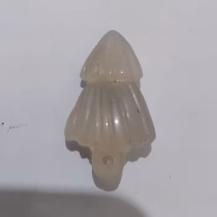 تراشردرخت کاج  عقیق  آرامش بخش اعصاب