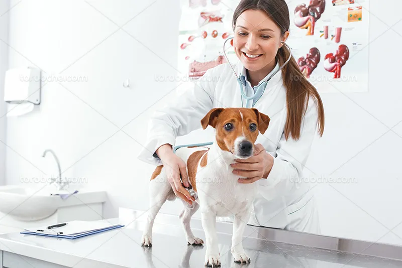 عکس زن دام پزشک | گرافیک با طعم تربچه