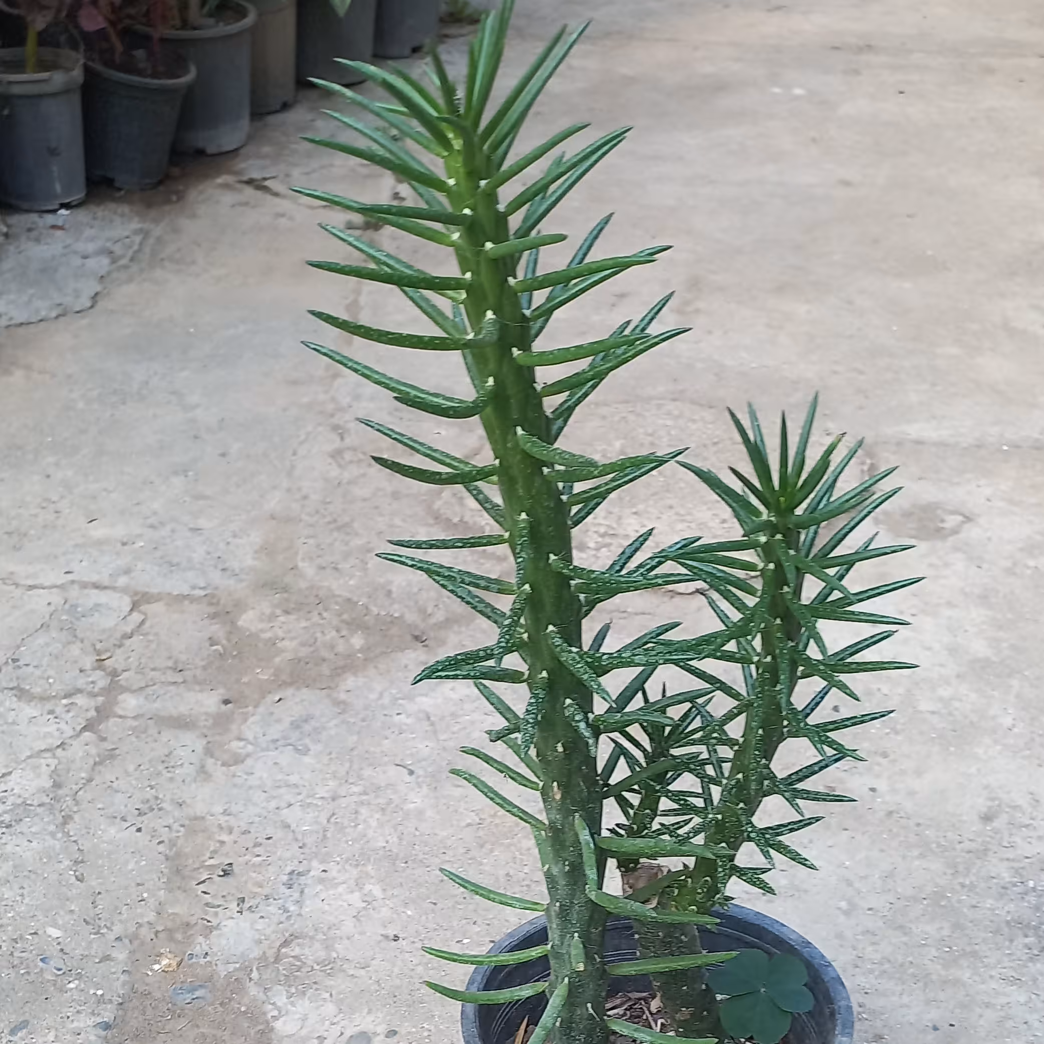 کاکتوس سیلندریکا(2)...ارسال با دفتر چاپار یا اتوبوس و به صورت پس کرایه 