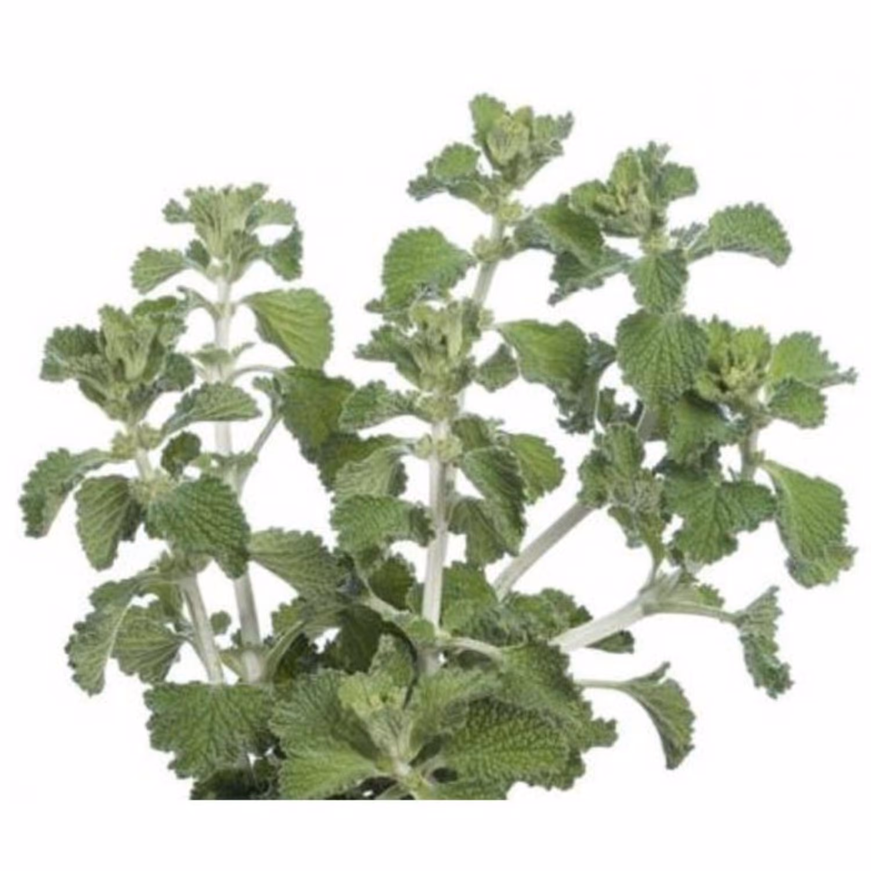 عرق فراسیون